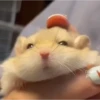 Animalito gracioso 15