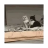 Michis peleándose 🐾🥊 6