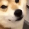 Sukritisdoggo 9