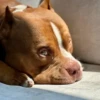 Perro chistoso random animado 14