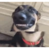 Gif cachorro 7