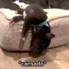 Estoy cansado jefe 😫  8