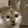 E o que ?  5