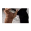 Michis peleándose 🐾🥊 10