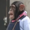 Macaquinhos reações  7