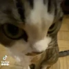Animalito gracioso 16