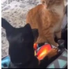 Gatos random parte x🫰😾 15