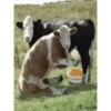 VACA Shitpost  22
