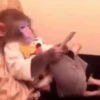 Macacos ✅️ 10
