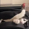 🔥Pedro🎵Tiktok R.Viral #3 💥 11