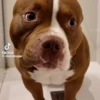 Perro chistoso random animado 11