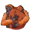 ORANG UTAN telegram GIF🐒 8