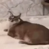 🐈‍⬛GIF-s FLOPPA-s🦎 11