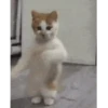 Gatinho dançando  5