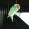 🔥 TIKTOK RAMDON 1.4📱 19