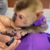 Macaconhildo 15