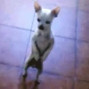 Cachorrinhos 6
