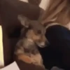 Doguinhos + reações 🐾 21