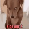 🐕 Coitadolândia de Cachorrinho 21
