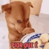 🐕 Coitadolândia de Cachorrinho 22