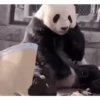 Reações E FoFuRaS 19