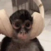 MACAQUINHO GIF 15
