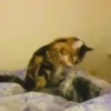 Kucing GIFs 12