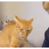 Gatos entre TAPAS&BEIJOS 24