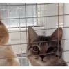 Gatos entre TAPAS&BEIJOS 5