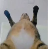 Gatitos memes 1.0😻 8