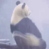 🐼 PANDA MIX 🐼 5
