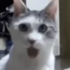 GATINHOS ANIMADOS 13