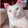 Gatos Tiktok😺 13