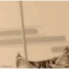 Am♥️PETS 21