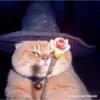 Gatos tiktok  9