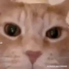 Gatos tiktok  12