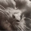 Michis Random 😺 13