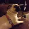 Reações do cão 7