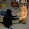 Gatitos memes 1.0😻 19