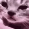 Gatitos memes 1.0😻 25