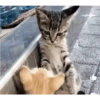 Reações E FoFuRaS 13