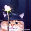 Gatos tiktok  8