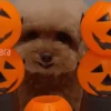 Am♥️PETS 10