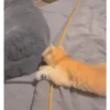 Gatos entre TAPAS&BEIJOS 27