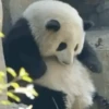 🐼 PANDA MIX 🐼 11