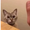 Gatos Tiktok😺 16