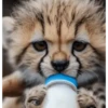Reações E FoFuRaS 11