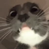 Gatitos memes 1.0😻 21