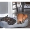 Reações E FoFuRaS 12