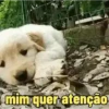 🐕 Coitadolândia de Cachorrinho 15